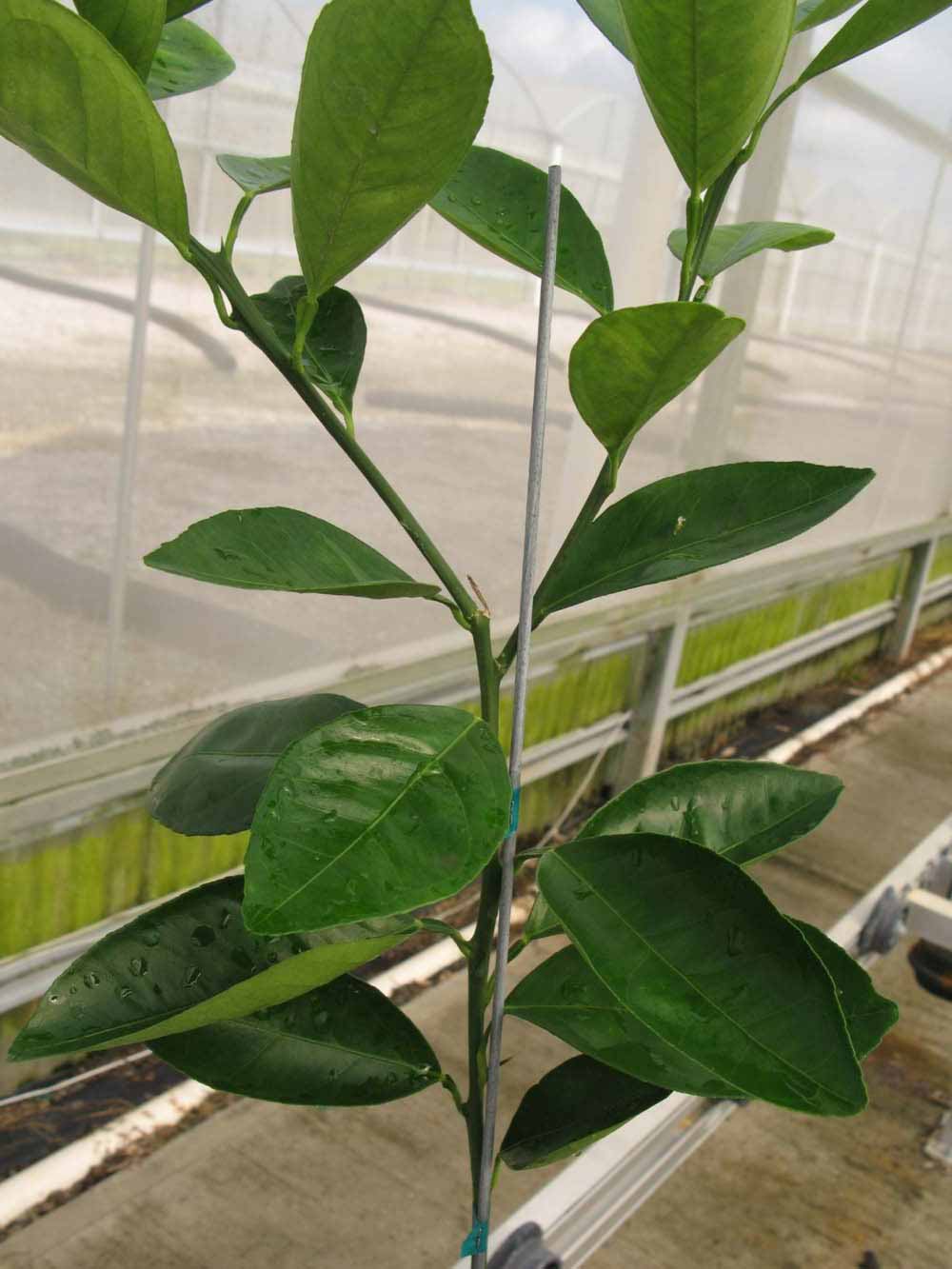            Leaves (Phillip Rucks Citrus Nursery, Frostproof, FL)   